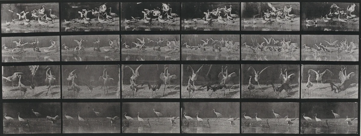 Plate Number 777. Storks, swans, etc. by Eadweard Muybridge, photograph, 1887