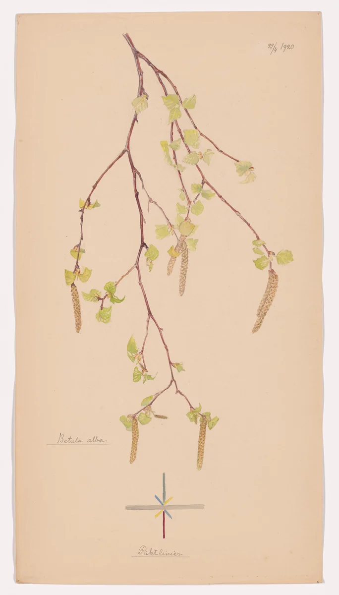 Betula pendula (European White Birch). Sheet 32 from the portfolio Nature Studies by Hilma af Klint, drawing, 1920