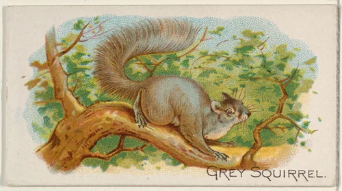 Grey Squirrel, from the Quadrupeds series (N21) for Allen & Ginter Cigarettes by Allen & Ginter, print, 1890