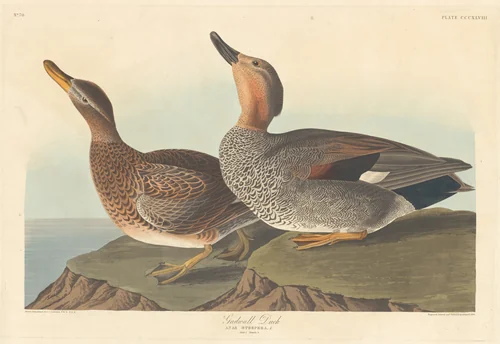 Gadwall Duck by Robert Havell, Jr.; John James Audubon, print, 1836