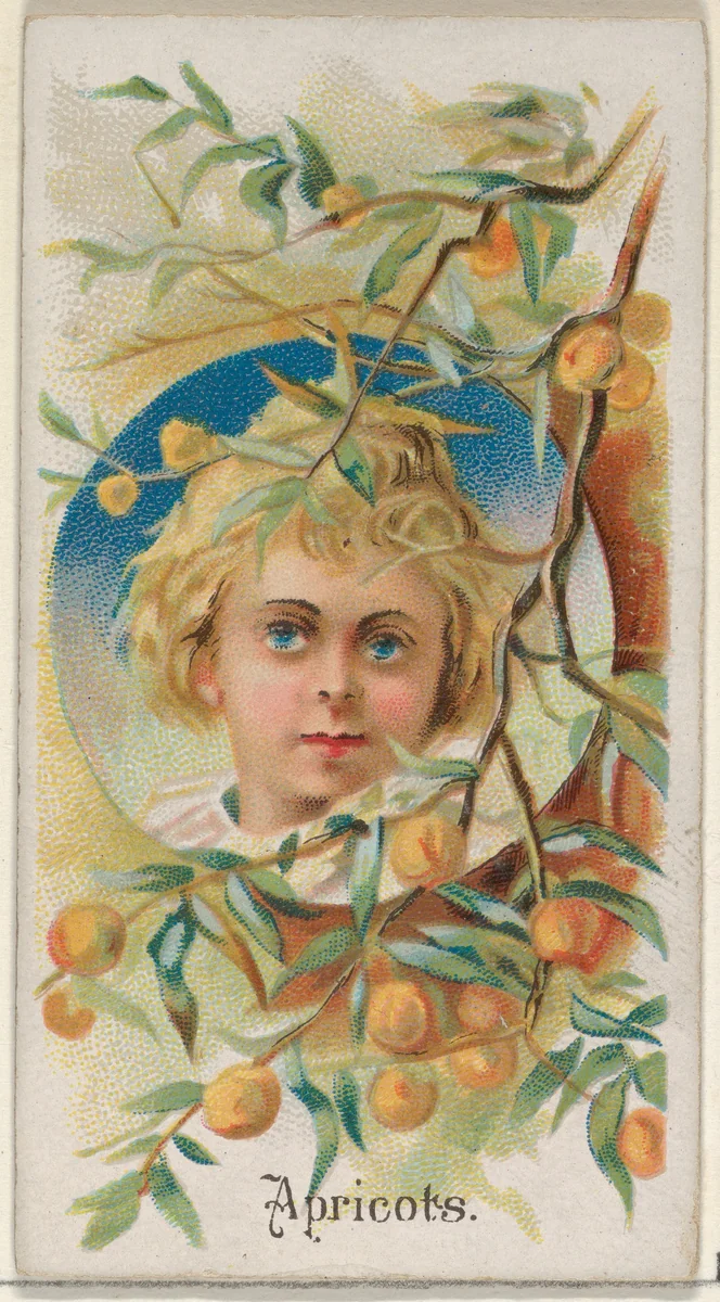 Apricots, from the Fruits series (N12) for Allen & Ginter Cigarettes Brands by Allen & Ginter, print, 1891