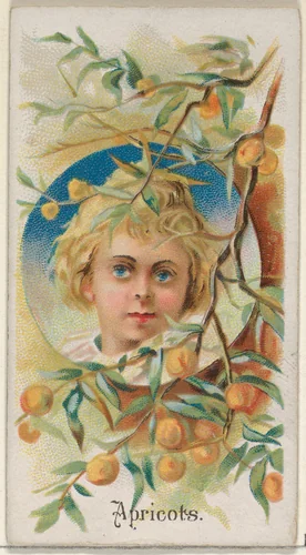 Apricots, from the Fruits series (N12) for Allen & Ginter Cigarettes Brands by Allen & Ginter, print, 1891