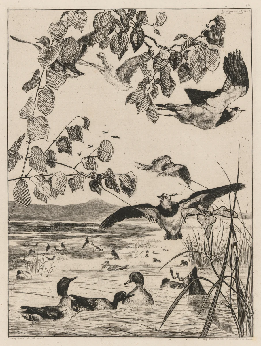 Lapwings and Teals by Félix Bracquemond, print, 1862