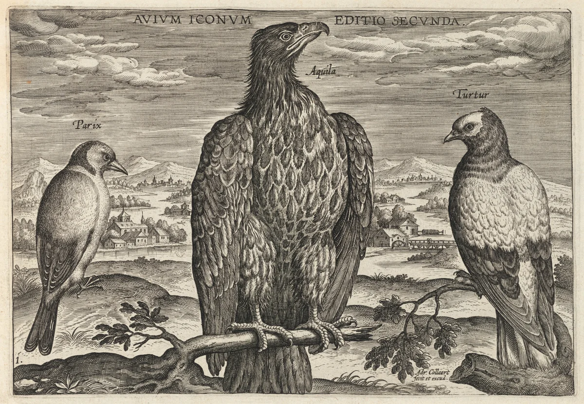 Wagtail, Eagle, and Turtledove by Adriaen Collaert, print, 1595-1605