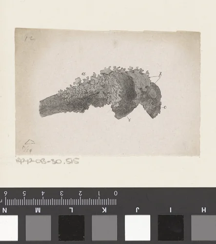 Menselijk bot met een afwijking by Isaac Weissenbruch, print, 1836-1912