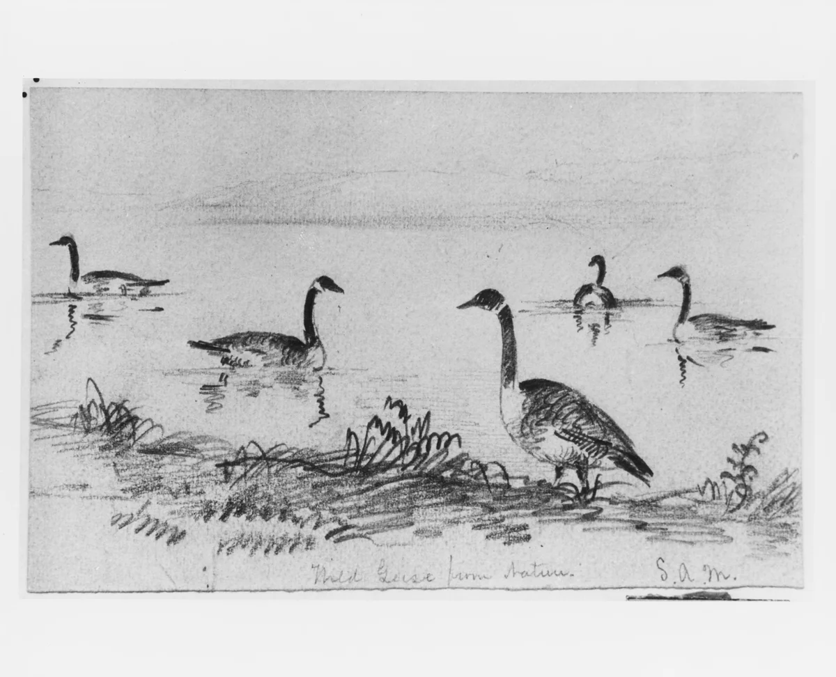 Wild Geese (from McGuire Scrapbook) by Shepard Alonzo Mount, artwork, 1804-1868