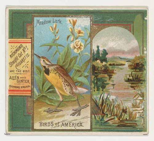Meadow Lark, from the Birds of America series (N37) for Allen & Ginter Cigarettes by Allen & Ginter, print, 1888