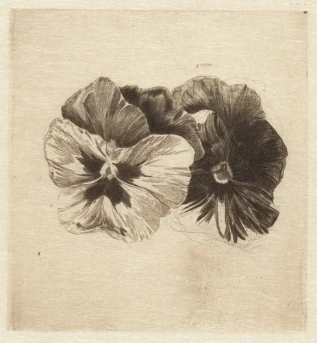 Pansies by James David Smillie; Peter J. Platt, print, 1910