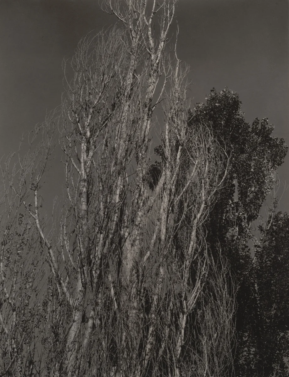 Poplars - Lake George by Alfred Stieglitz, photograph, 1932