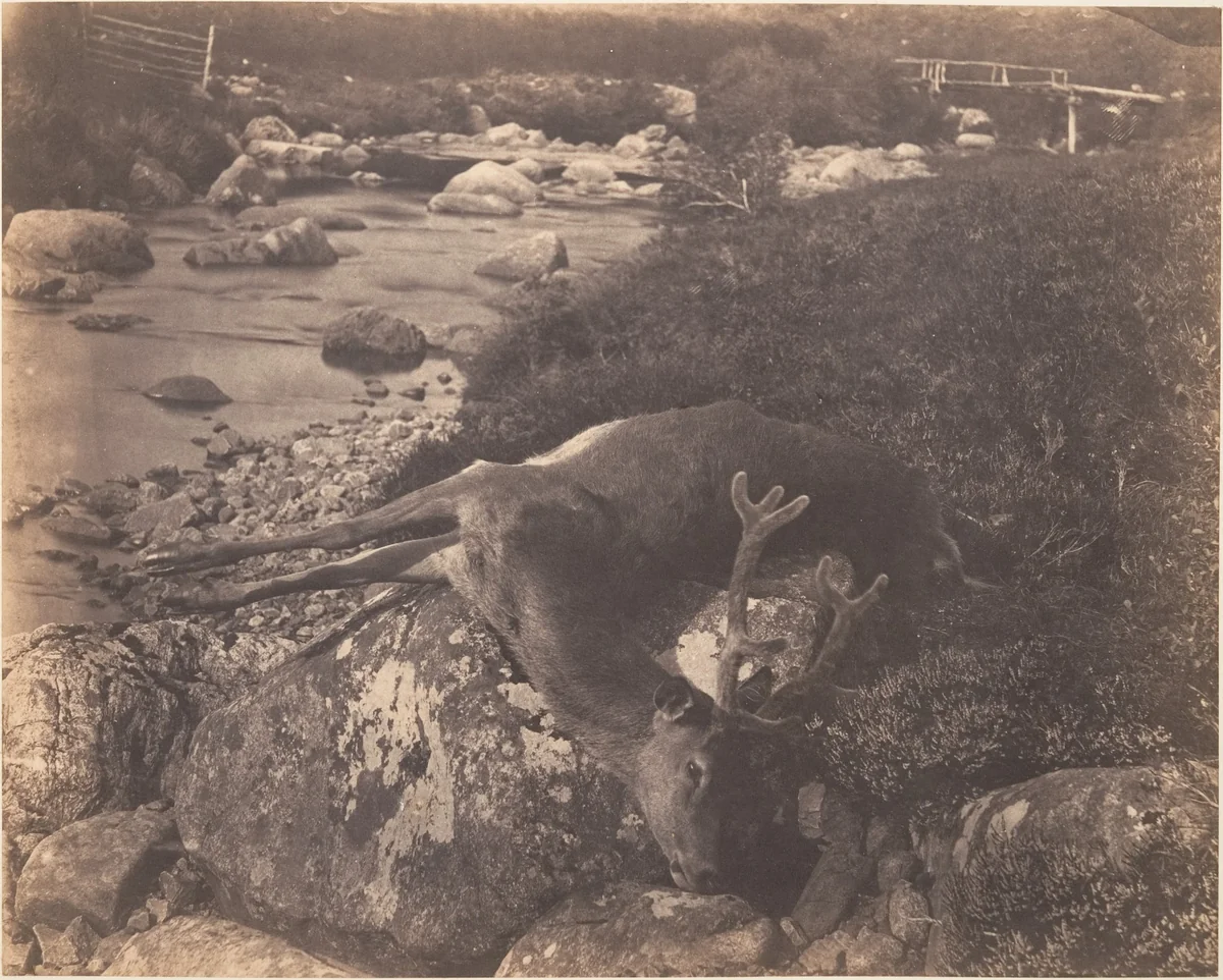 [Dead Stag] by Horatio Ross, photograph, 1856