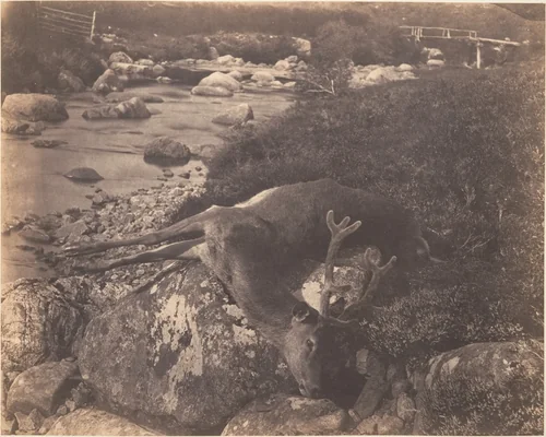[Dead Stag] by Horatio Ross, photograph, 1856