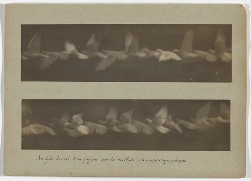 Analysis of the Flight of a Pigeon by the Chronophotographic Method by Étienne-Jules Marey, photograph, 1883