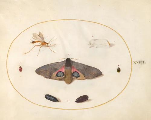 Plate 27: An Eyed Hawk-Moth, Two Chyrsalides, and Other Insects by Joris Hoefnagel, drawing, 1570-1599