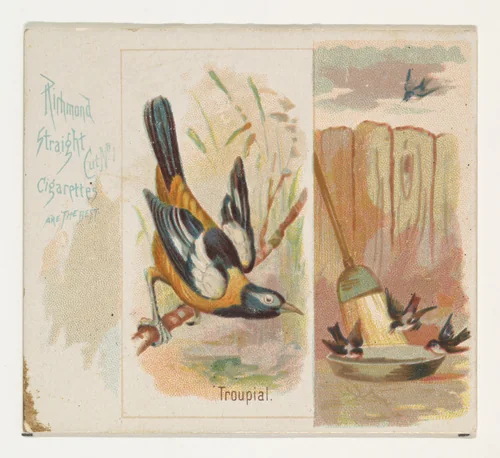 Troupial, from the Song Birds of the World series (N42) for Allen & Ginter Cigarettes by Allen & Ginter, print, 1890