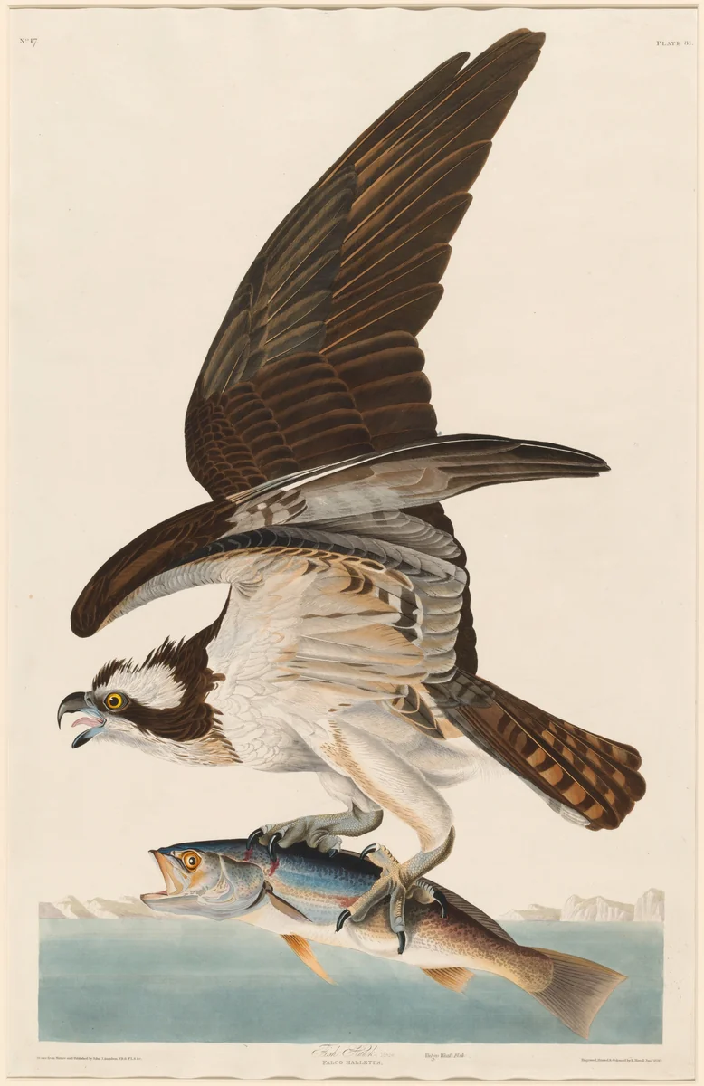 Fish Hawk by Robert Havell, Jr.; John James Audubon, print, 1830
