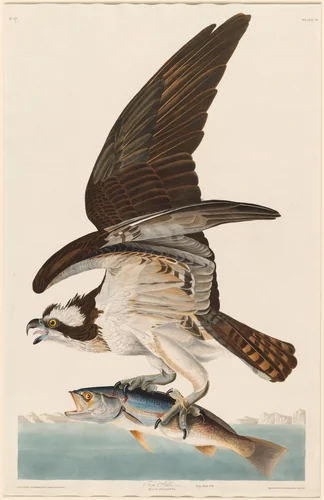 Fish Hawk by Robert Havell, Jr.; John James Audubon, print, 1830