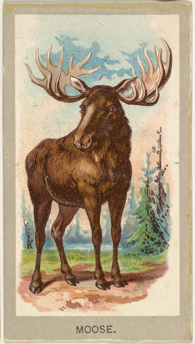 Moose, from the Animals of the World series (T180), issued by Abdul Cigarettes by Abdul Cigarettes, print, 1881