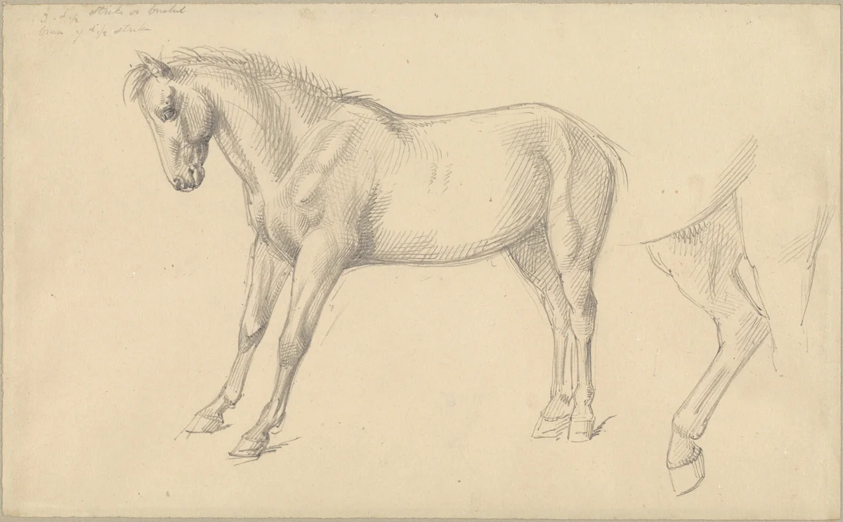 Studies of a Pony by William Strutt, drawing, 1826-1915