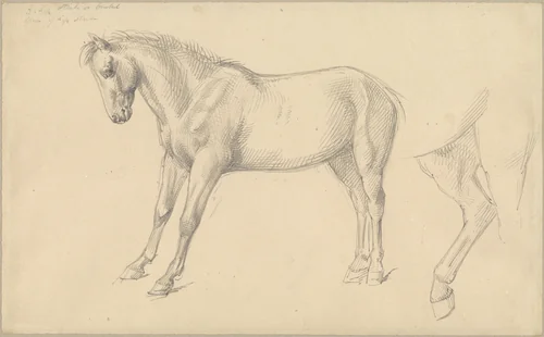 Studies of a Pony by William Strutt, drawing, 1826-1915