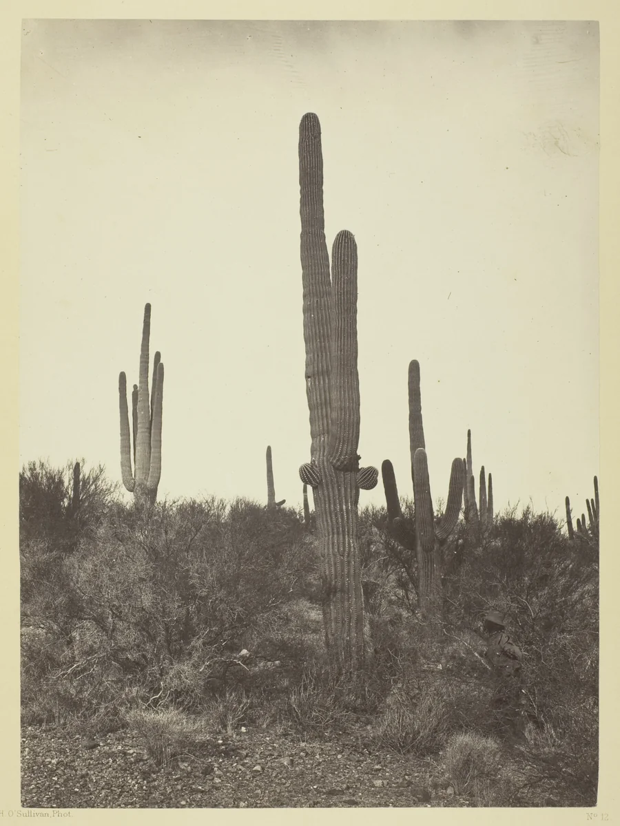 Cereus Giganteus, Arizona by Timothy O'Sullivan, photograph, 1871