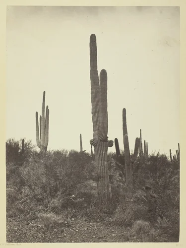 Cereus Giganteus, Arizona by Timothy O'Sullivan, photograph, 1871