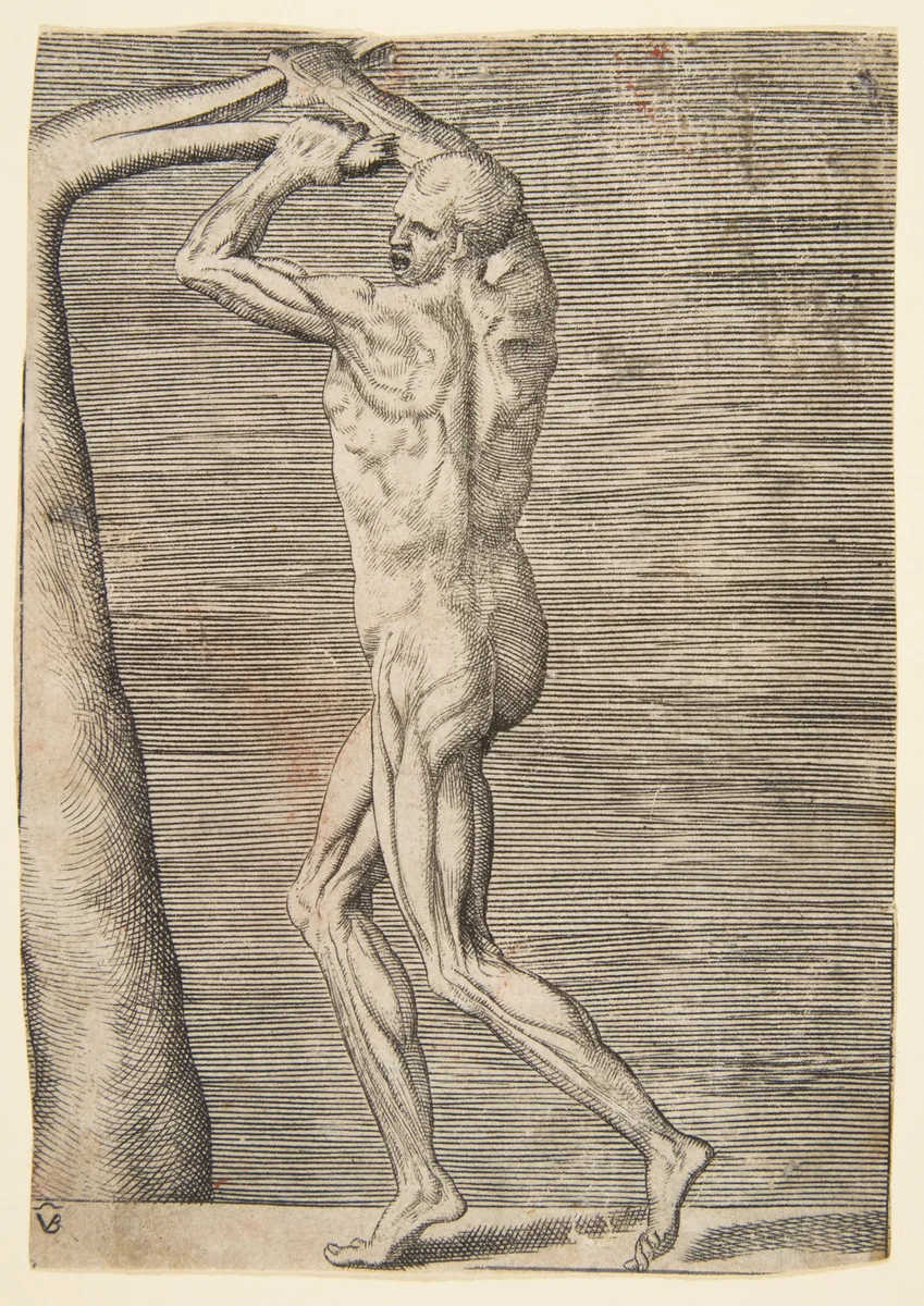 Flayed man arms raised holding the branch of a tree by Giulio Bonasone, print, 1526-1536