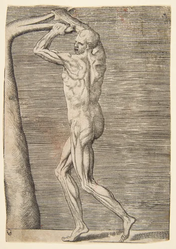 Flayed man arms raised holding the branch of a tree by Giulio Bonasone, print, 1526-1536