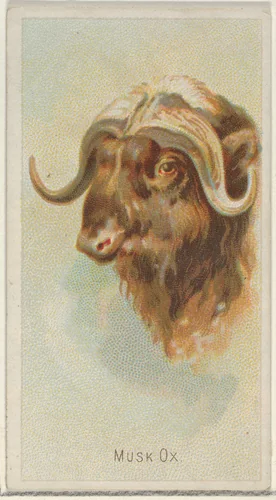 Musk Ox, from the Wild Animals of the World series (N25) for Allen & Ginter Cigarettes by Allen & Ginter, print, 1888