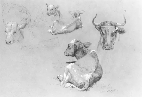 Studies of Cows and Calves by James M. Hart, artwork, 1872