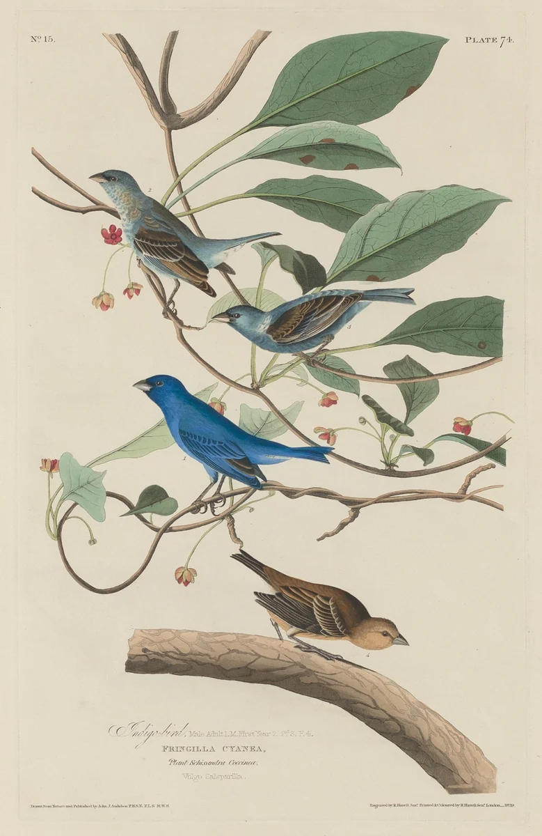 Indigo Bird by Robert Havell, Jr.; John James Audubon, print, 1829