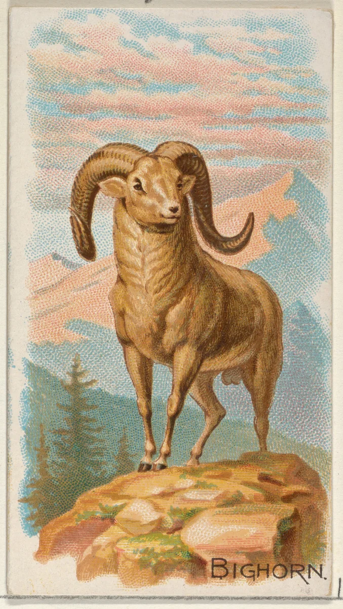 Bighorn, from the Quadrupeds series (N21) for Allen & Ginter Cigarettes by Allen & Ginter, print, 1890