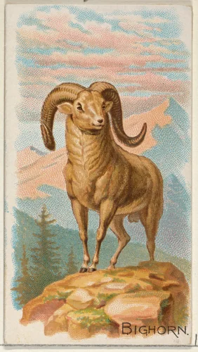 Bighorn, from the Quadrupeds series (N21) for Allen & Ginter Cigarettes by Allen & Ginter, print, 1890