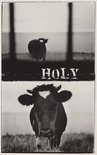 Holy Cow by Robert Frank, photograph, 1984