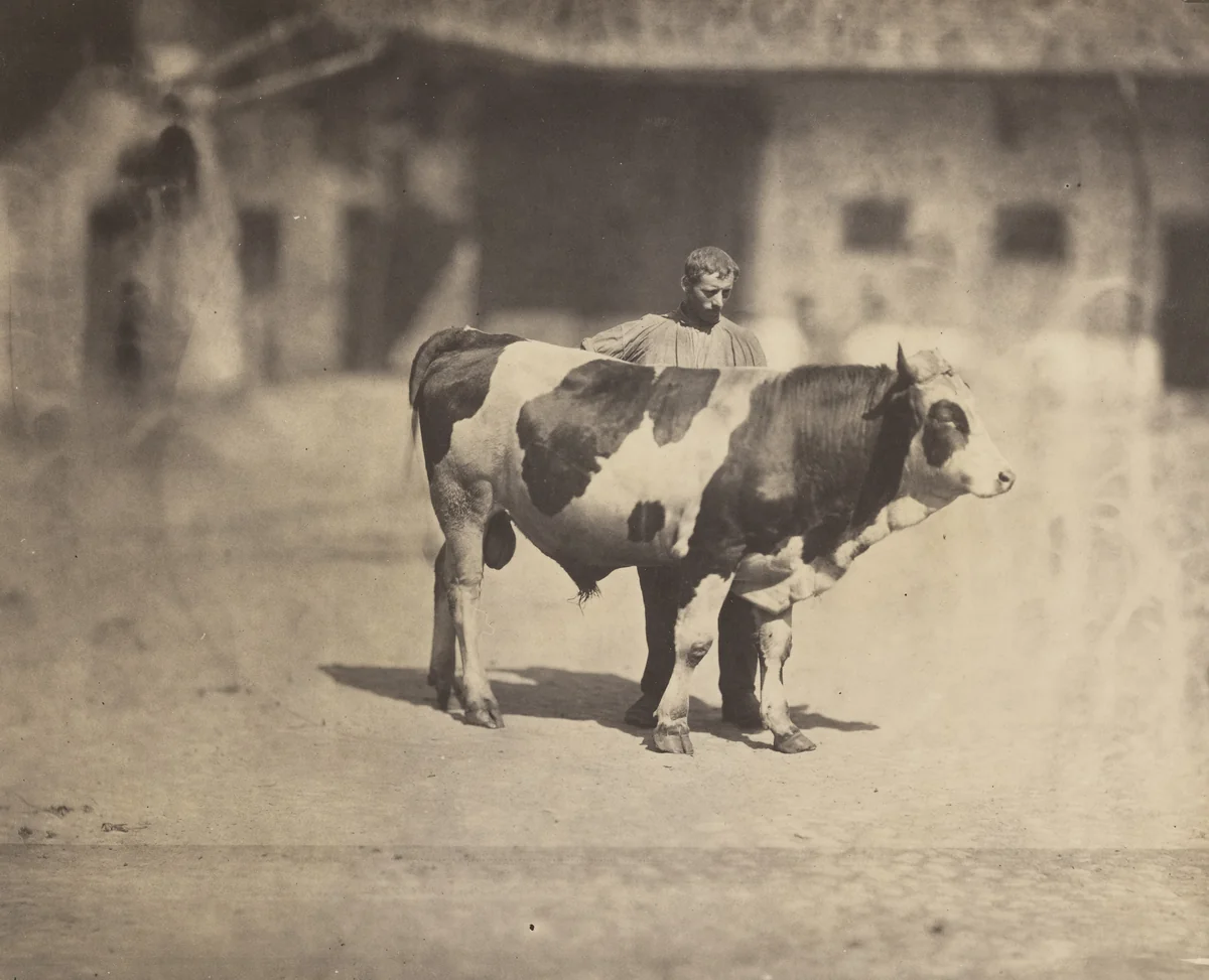 Study of a Bull with Handler by Adolphe Braun, photograph