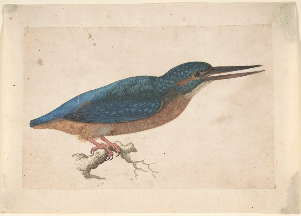 A Kingfisher on a Branch by Jacques Le Moyne de Morgues, drawing, 1528-1588