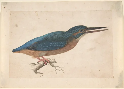 A Kingfisher on a Branch by Jacques Le Moyne de Morgues, drawing, 1528-1588