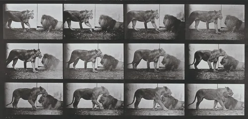 Plate Number 727. Lioness walking and lion lying down by Eadweard Muybridge, photograph, 1887