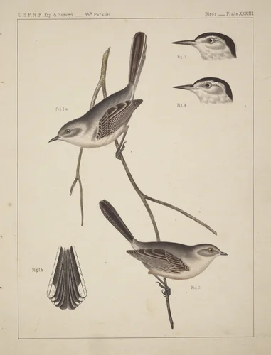 Birds - U.S.P.R.R. Exp. & Surveys, 35th Parallel by American 19th Century, print, 1800-1899