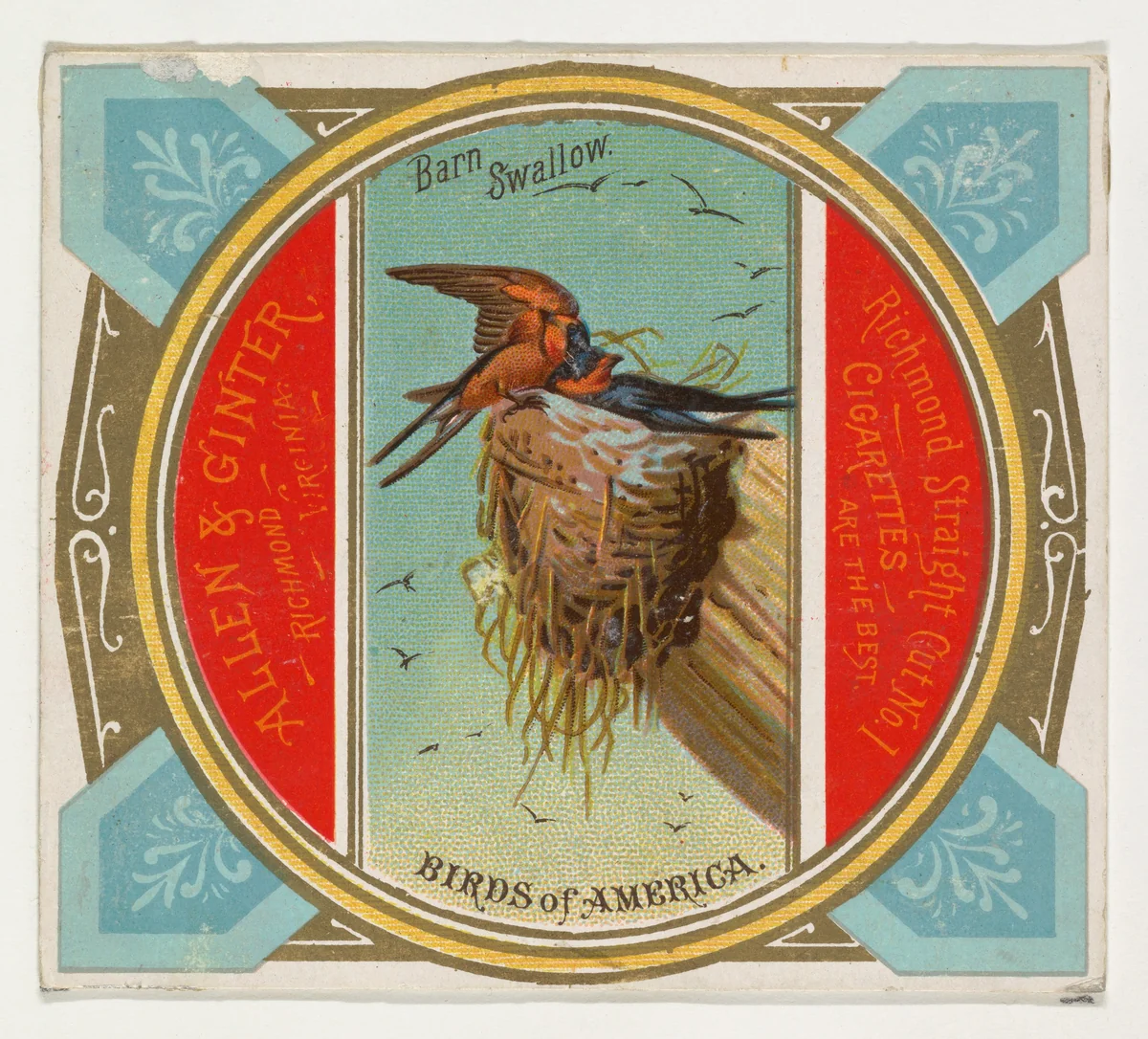 Barn Swallow, from the Birds of America series (N37) for Allen & Ginter Cigarettes by Allen & Ginter, print, 1888