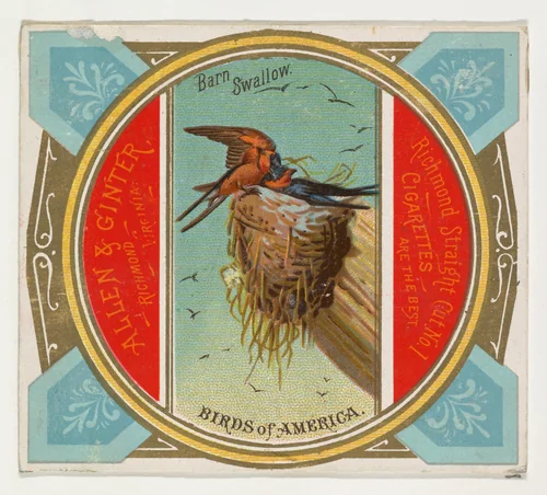 Barn Swallow, from the Birds of America series (N37) for Allen & Ginter Cigarettes by Allen & Ginter, print, 1888