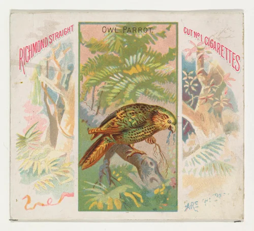 Owl Parrot, from Birds of the Tropics series (N38) for Allen & Ginter Cigarettes by Allen & Ginter, print, 1889