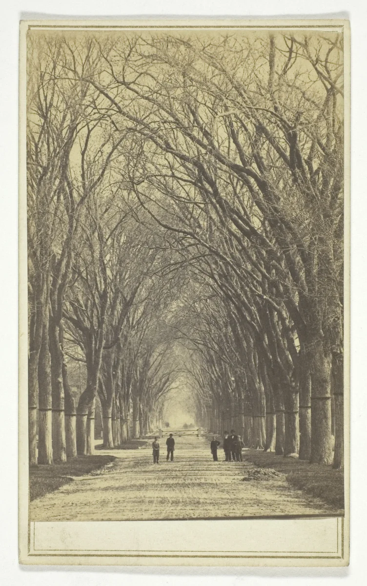 Untitled (avenue of trees) by Artist Unknown, photograph, 1840-1900