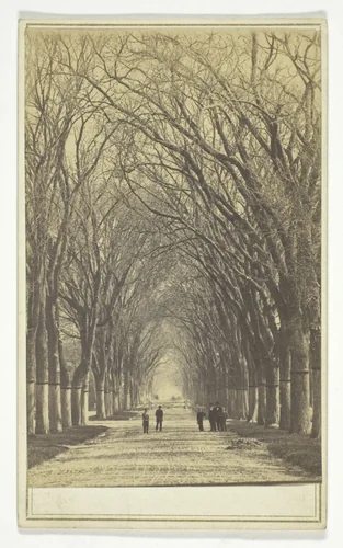 Untitled (avenue of trees) by Artist Unknown, photograph, 1840-1900