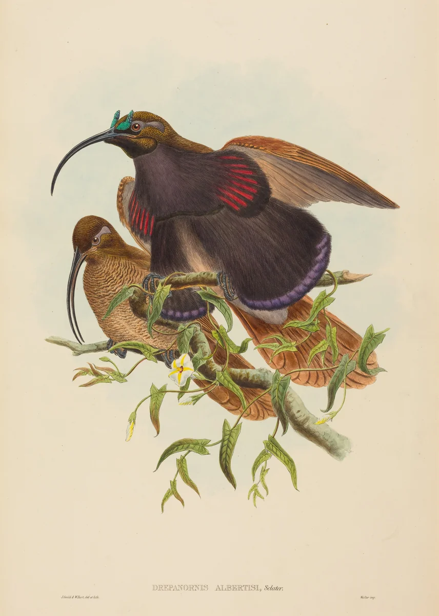 Drepanornis albertisi (Black-billed Sicklebill Bird of Paradise) by W. Hart; John Gould, print, 1804-1881