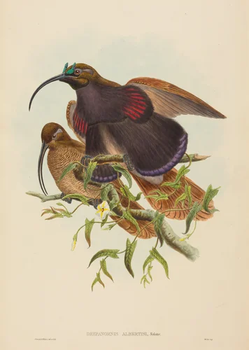 Drepanornis albertisi (Black-billed Sicklebill Bird of Paradise) by W. Hart; John Gould, print, 1804-1881