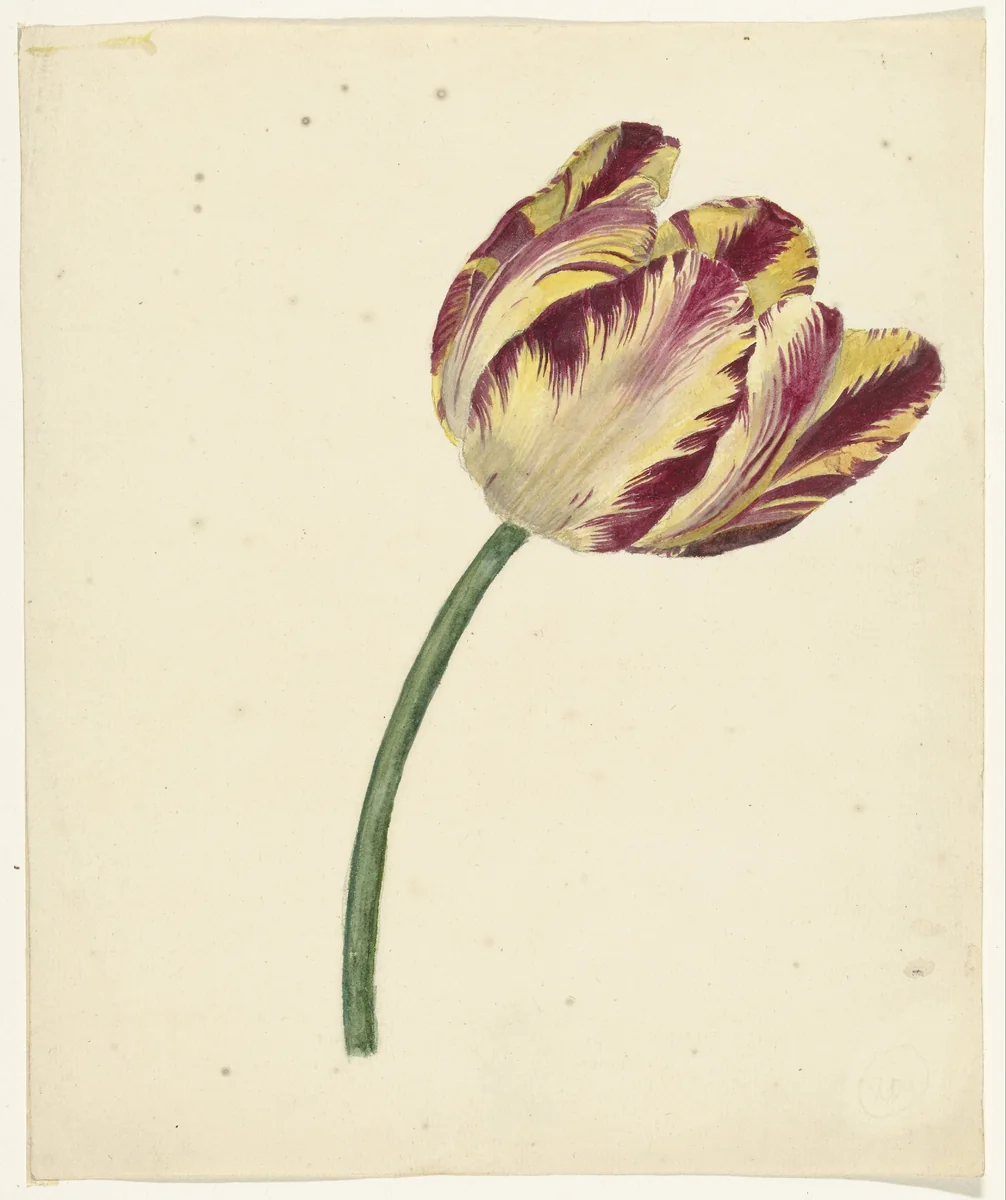 Geel-rode tulp by anonymous, drawing, 1700-1800