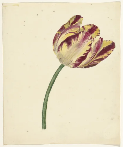 Geel-rode tulp by anonymous, drawing, 1700-1800