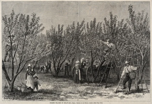 Picking Peaches in Delaware by Winslow Homer, print, 1873-1883