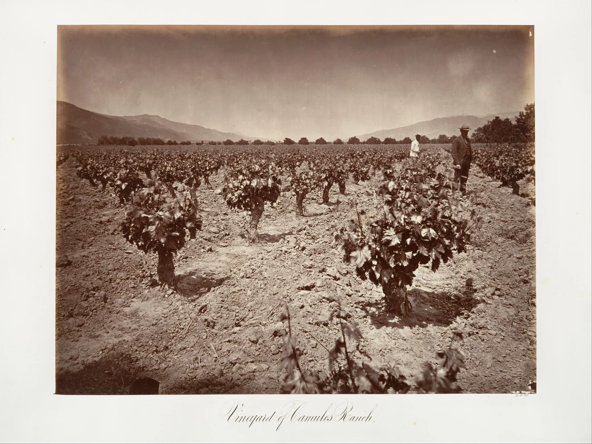 Vineyard of Camulos Ranch by Carleton E. Watkins, photograph, 1876
