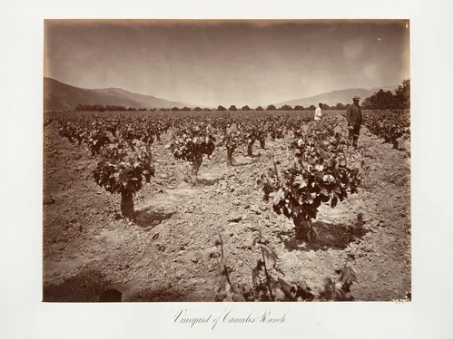 Vineyard of Camulos Ranch by Carleton E. Watkins, photograph, 1876